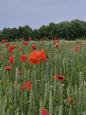Wandeling WGZL 1252 SCHINNEN – MUNSTERGELEEN 10,