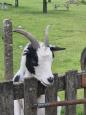 Mooie wandeling Gulpen-Wylre.