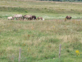 wandeling rondom Nattenhoven 9.1 km