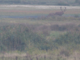 Burlende herten in het Weerterbos